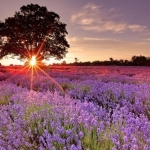 Profile picture of Youness Kazzoul